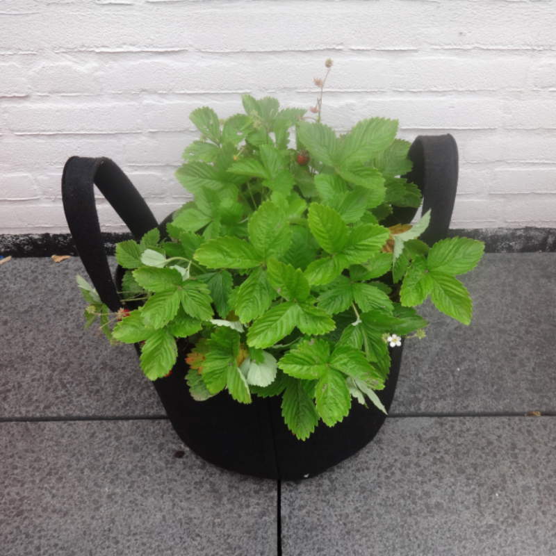 Golden Gark Tuintas Zwart - 10 liter