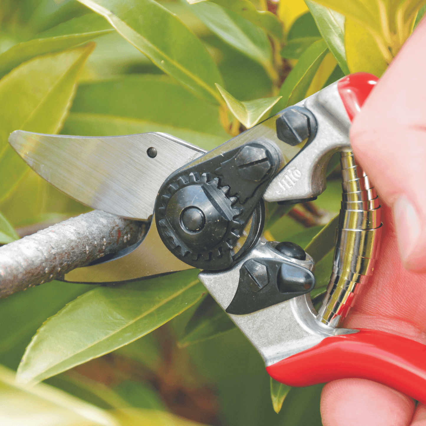Stihl Snoeischaar Bypass FELCO F6 - keizers.nu