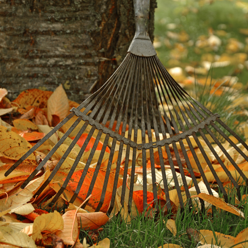 Bladhark in de herfst