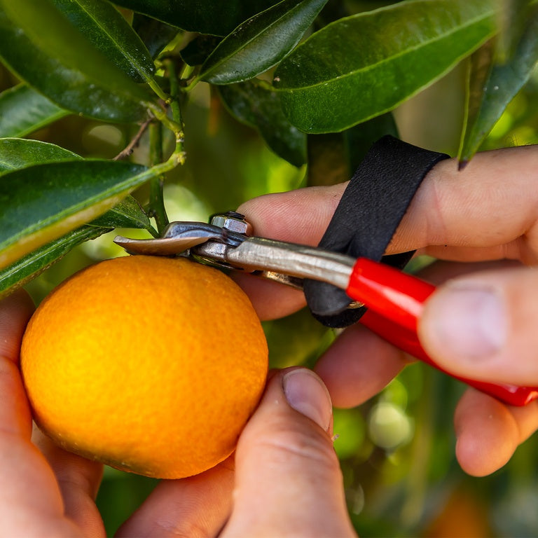 Felco 330 Fruitschaar - keizers.nu