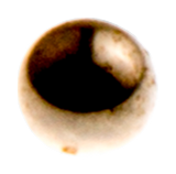 KOGEL