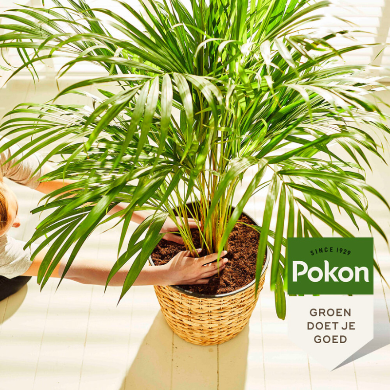 PokonPalmVoeding-250ml